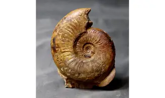 Pleydellia paucicostata