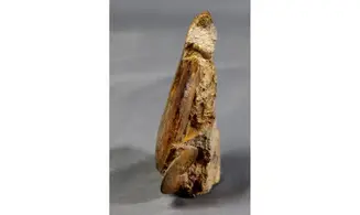 Pleydellia paucicostata