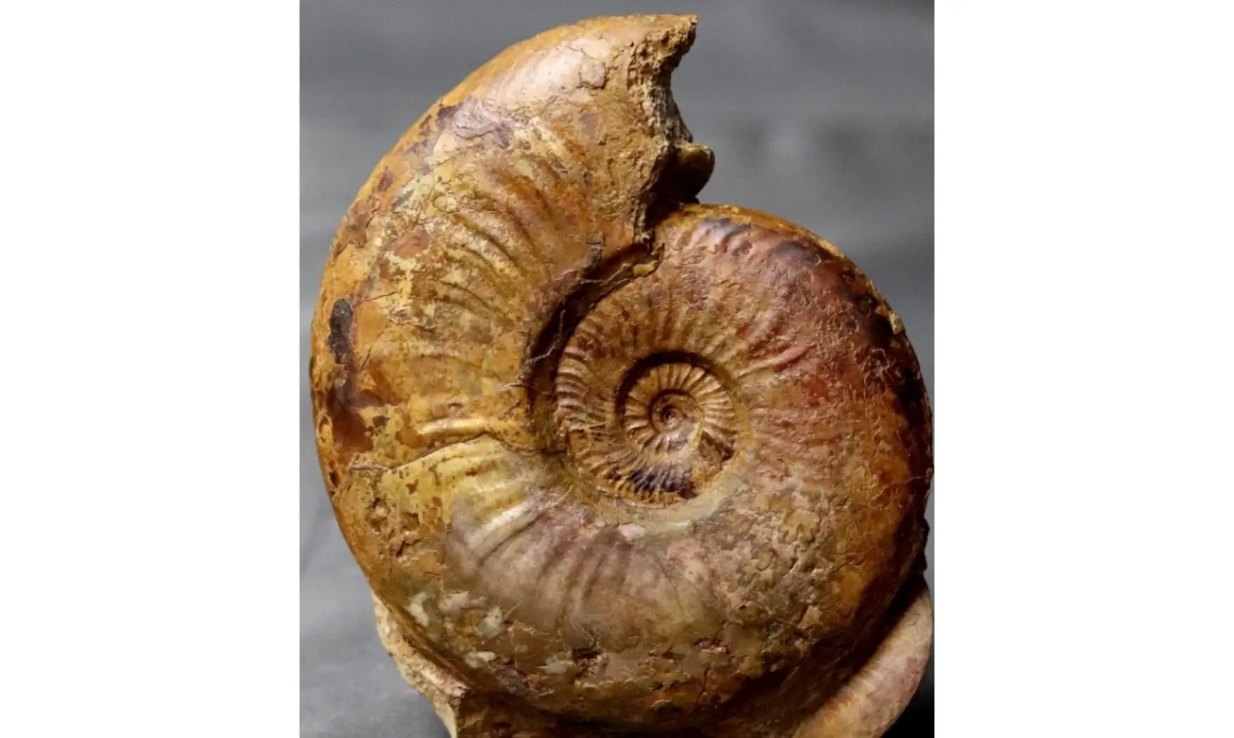 Pleydellia paucicostata