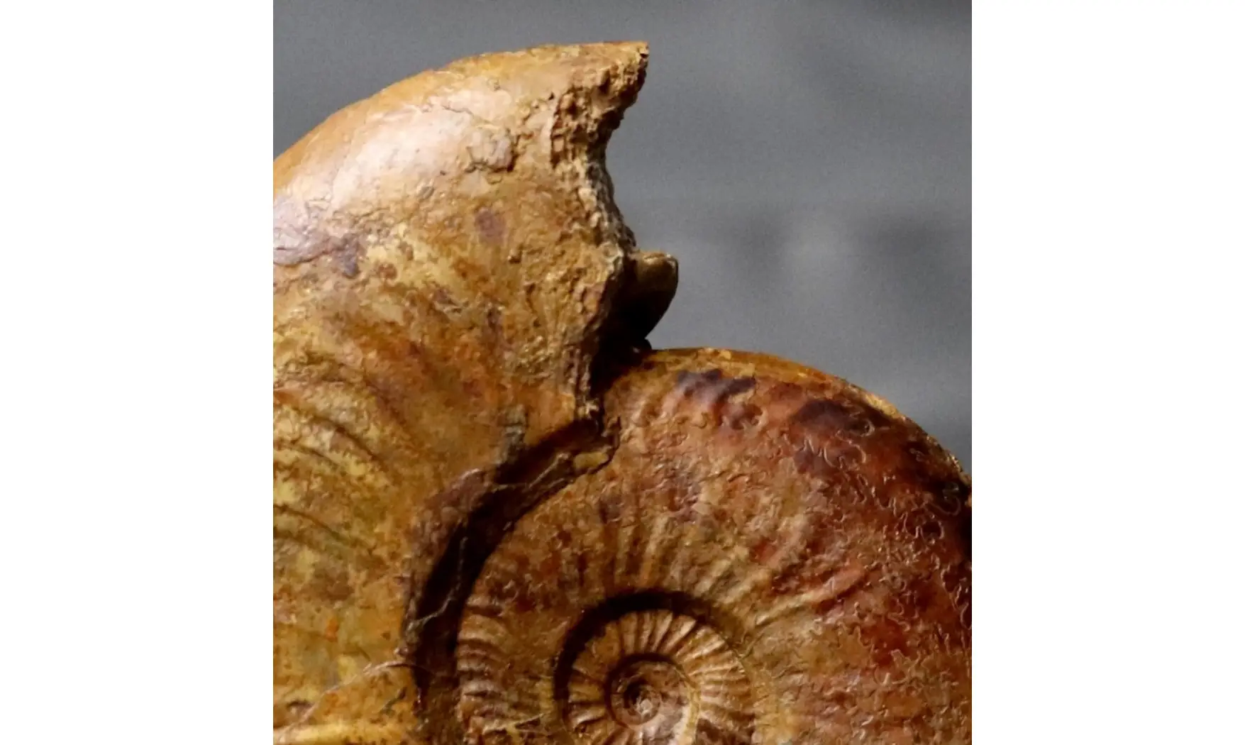 Pleydellia paucicostata