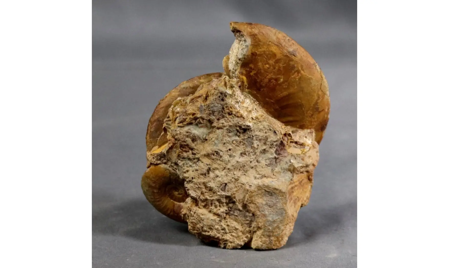 Pleydellia paucicostata