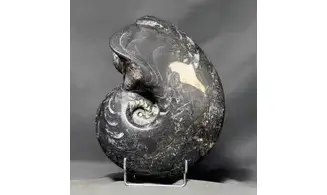 Manticoceras cf. intumescens