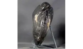 Manticoceras cf. intumescens