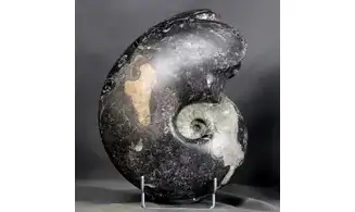 Manticoceras cf. intumescens
