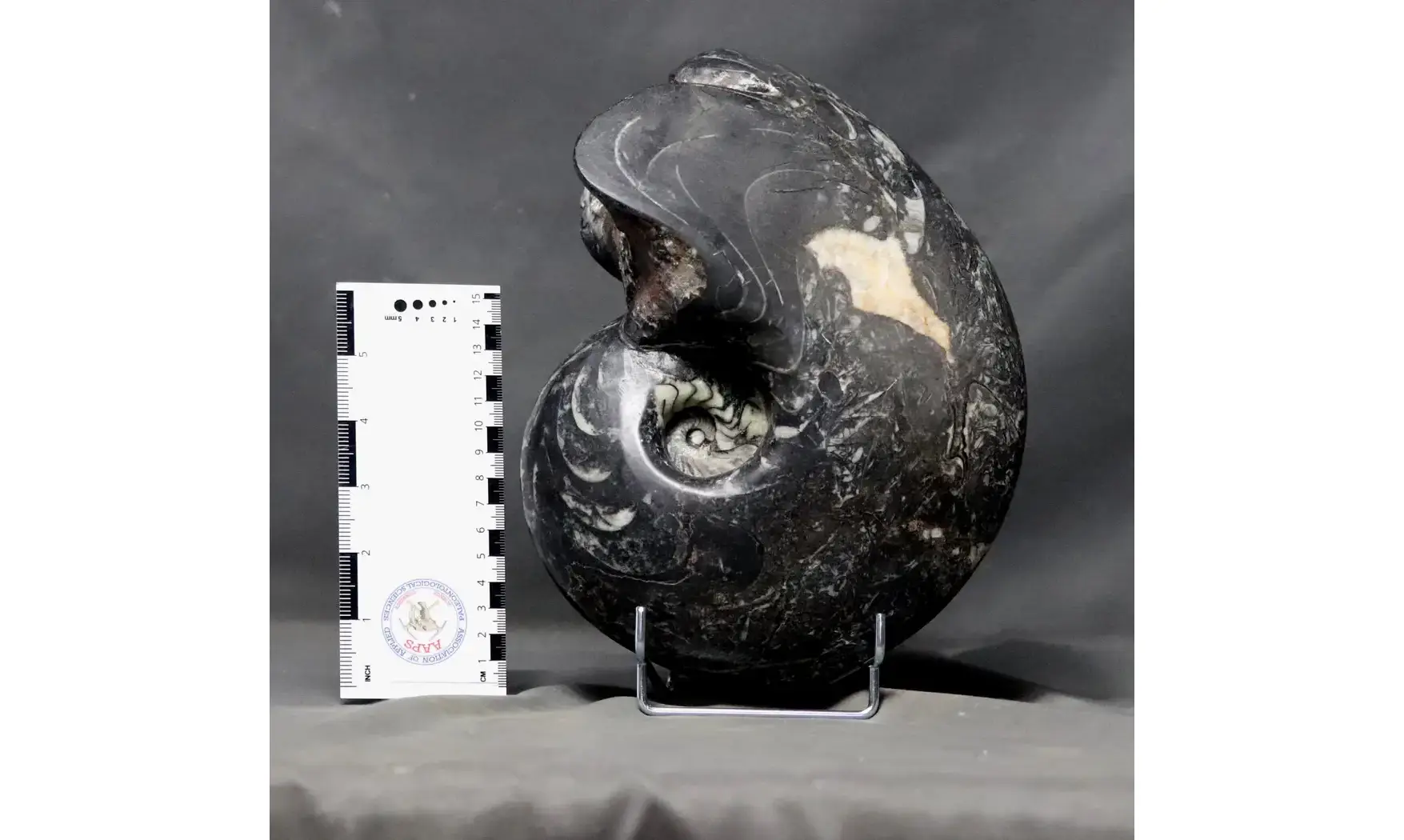 Manticoceras cf. intumescens