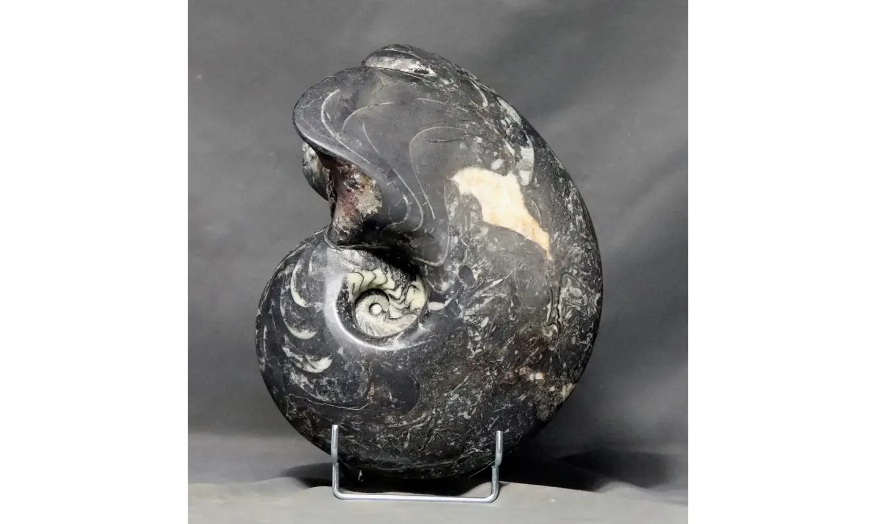 Manticoceras cf. intumescens