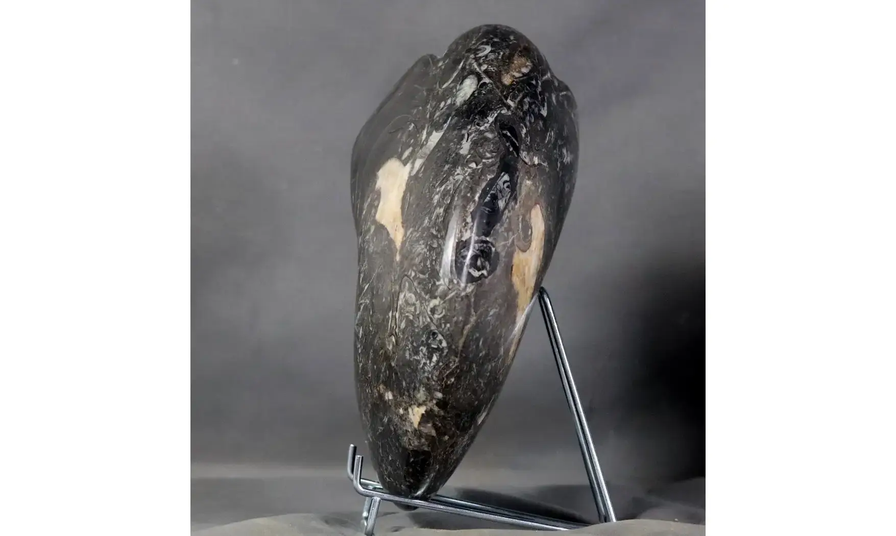 Manticoceras cf. intumescens