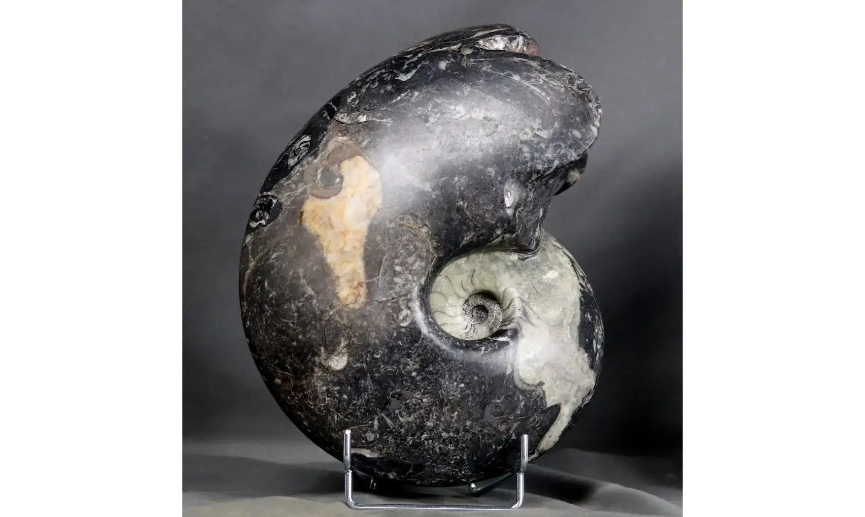 Manticoceras cf. intumescens