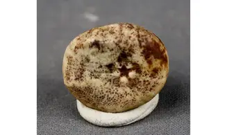 Petalobrissus rawdahensis