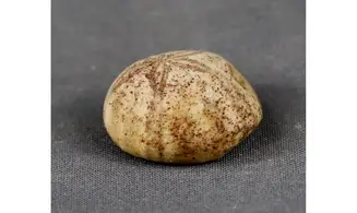 Petalobrissus rawdahensis
