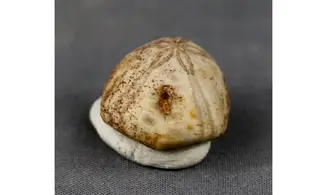 Petalobrissus rawdahensis