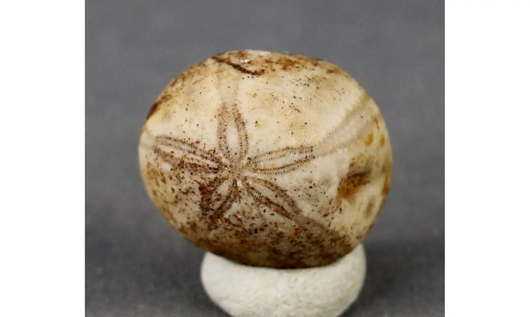 Petalobrissus rawdahensis