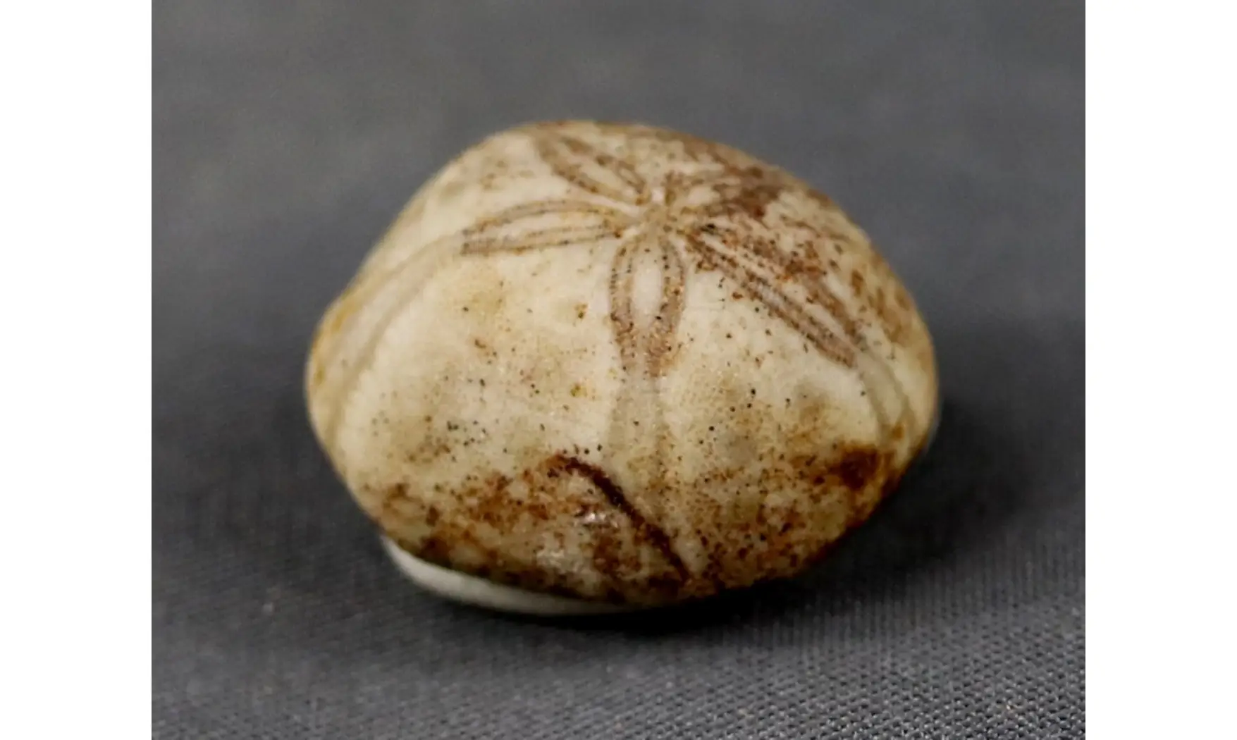 Petalobrissus rawdahensis