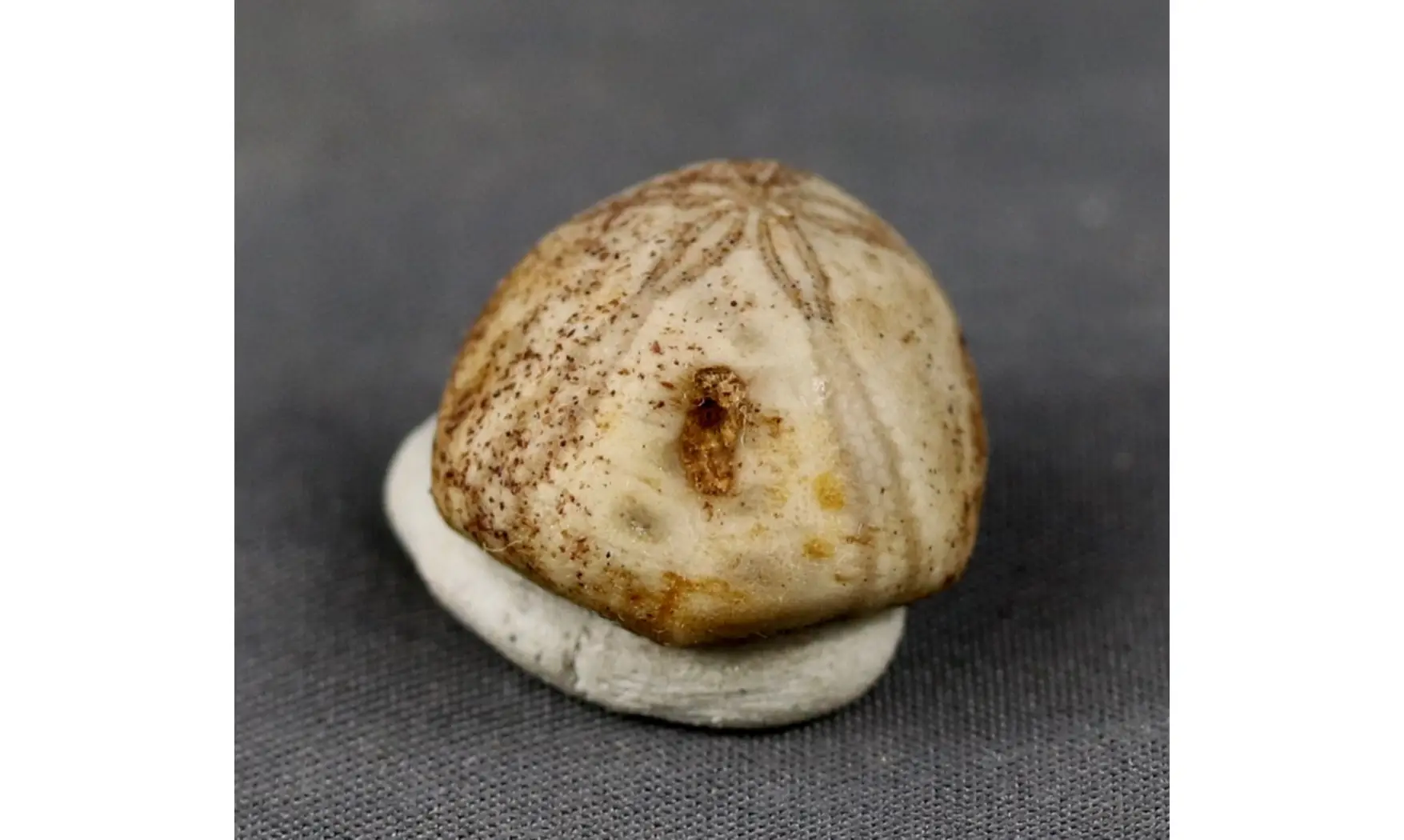 Petalobrissus rawdahensis