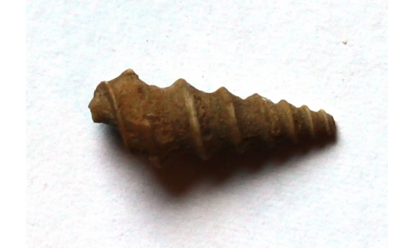 GONIASMA LASALLENSIS
