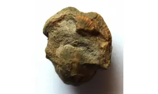 PATELLOSTIUM MONTFORTIANUM