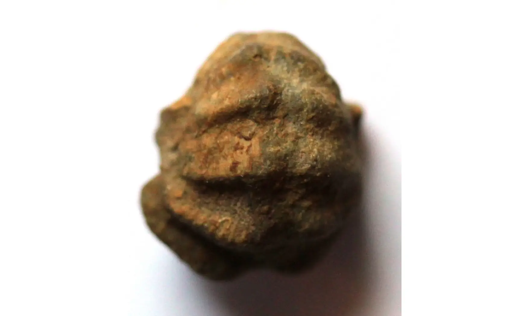 PATELLOSTIUM MONTFORTIANUM