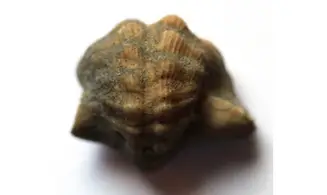 PATELLOSTIUM MONTFORTIANUM