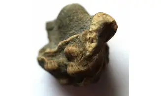 PATELLOSTIUM MONTFORTIANUM