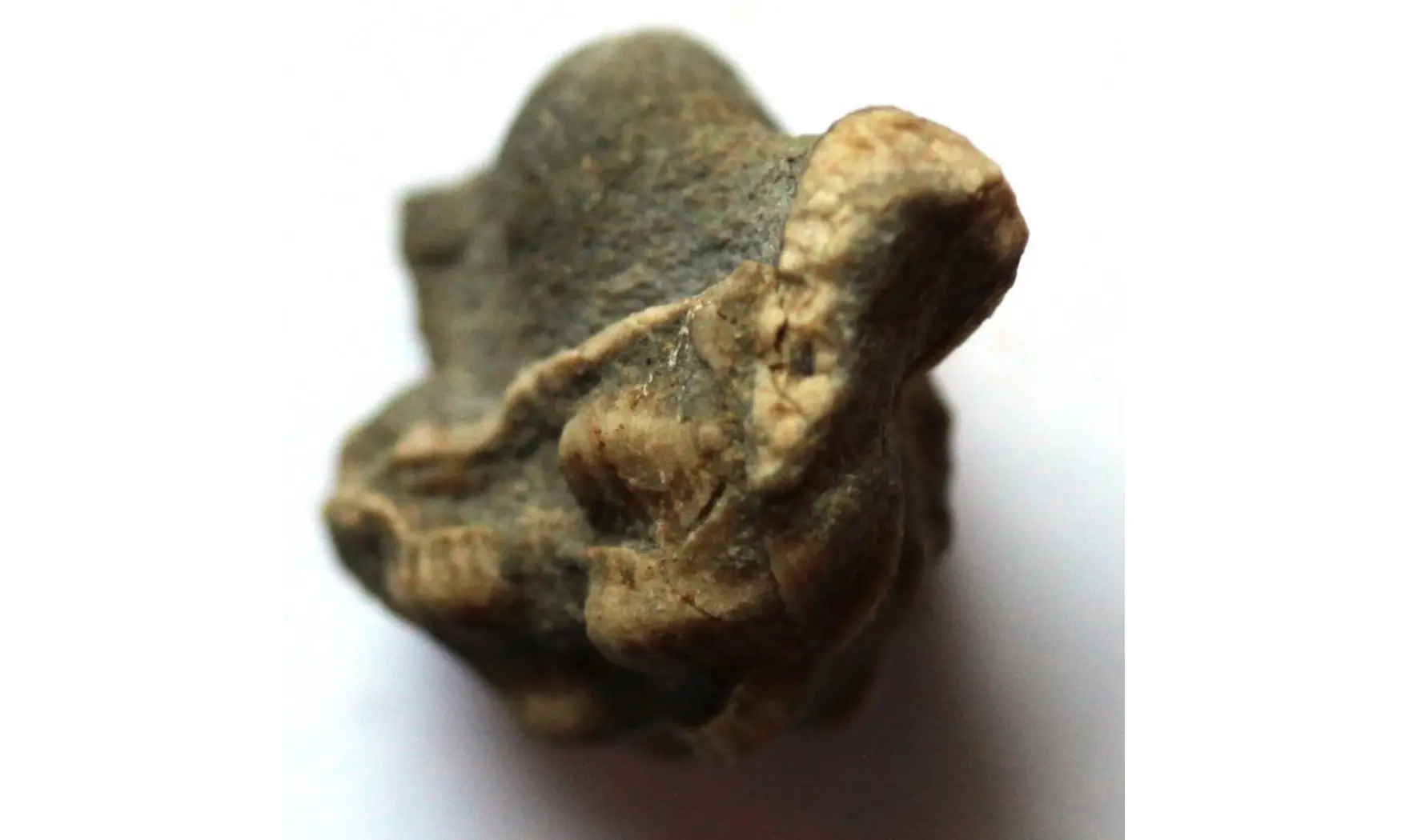 PATELLOSTIUM MONTFORTIANUM
