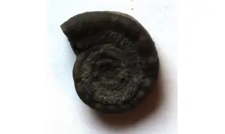 STRAPAROLLUS cf .CATILLOIDES