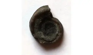 STRAPAROLLUS cf .CATILLOIDES