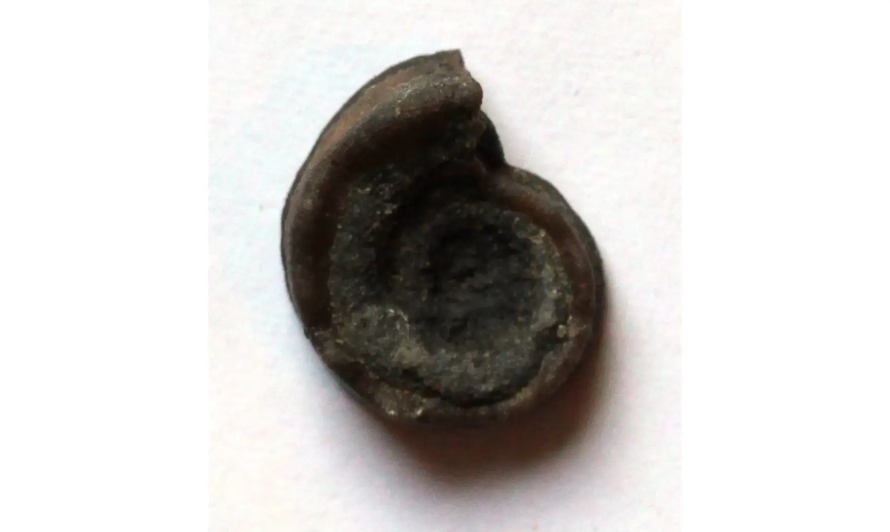 STRAPAROLLUS cf .CATILLOIDES
