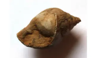 STROBEUS PRIMIGENIUS