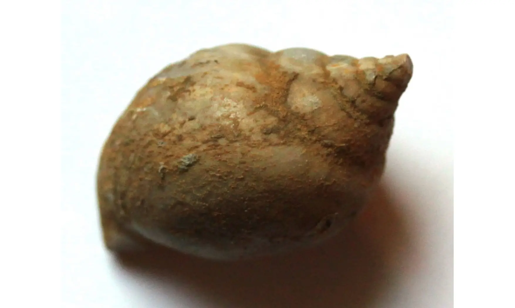 STROBEUS PRIMIGENIUS