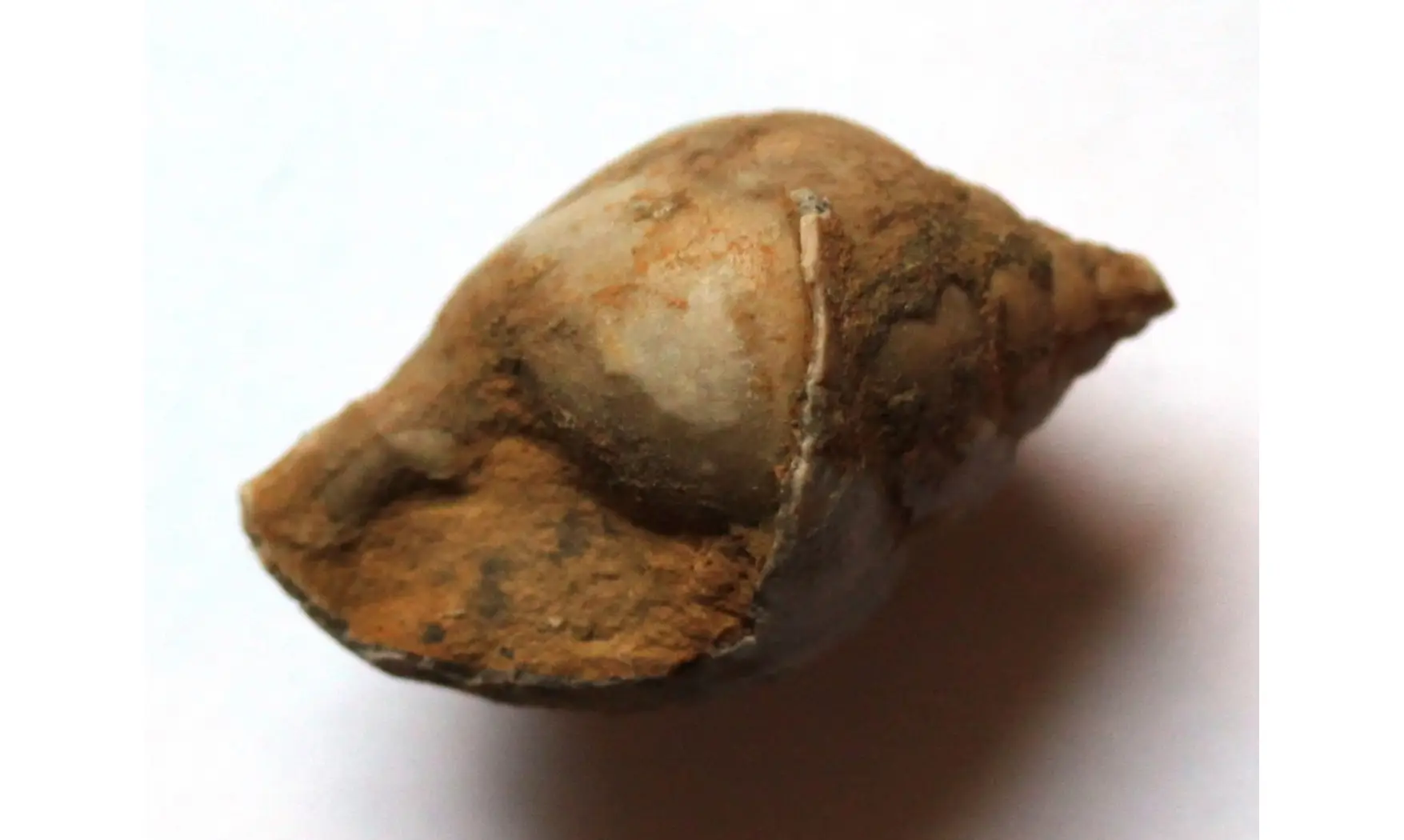 STROBEUS PRIMIGENIUS
