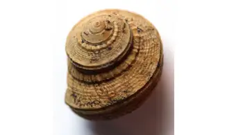 GLABROCINCULUM GRAYVILLENSE
