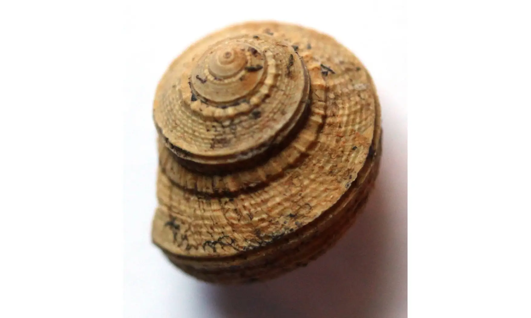 GLABROCINCULUM GRAYVILLENSE