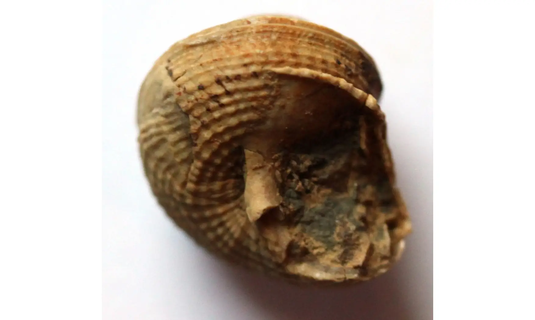 GLABROCINCULUM GRAYVILLENSE