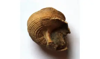 GLABROCINCULUM GRAYVILLENSE
