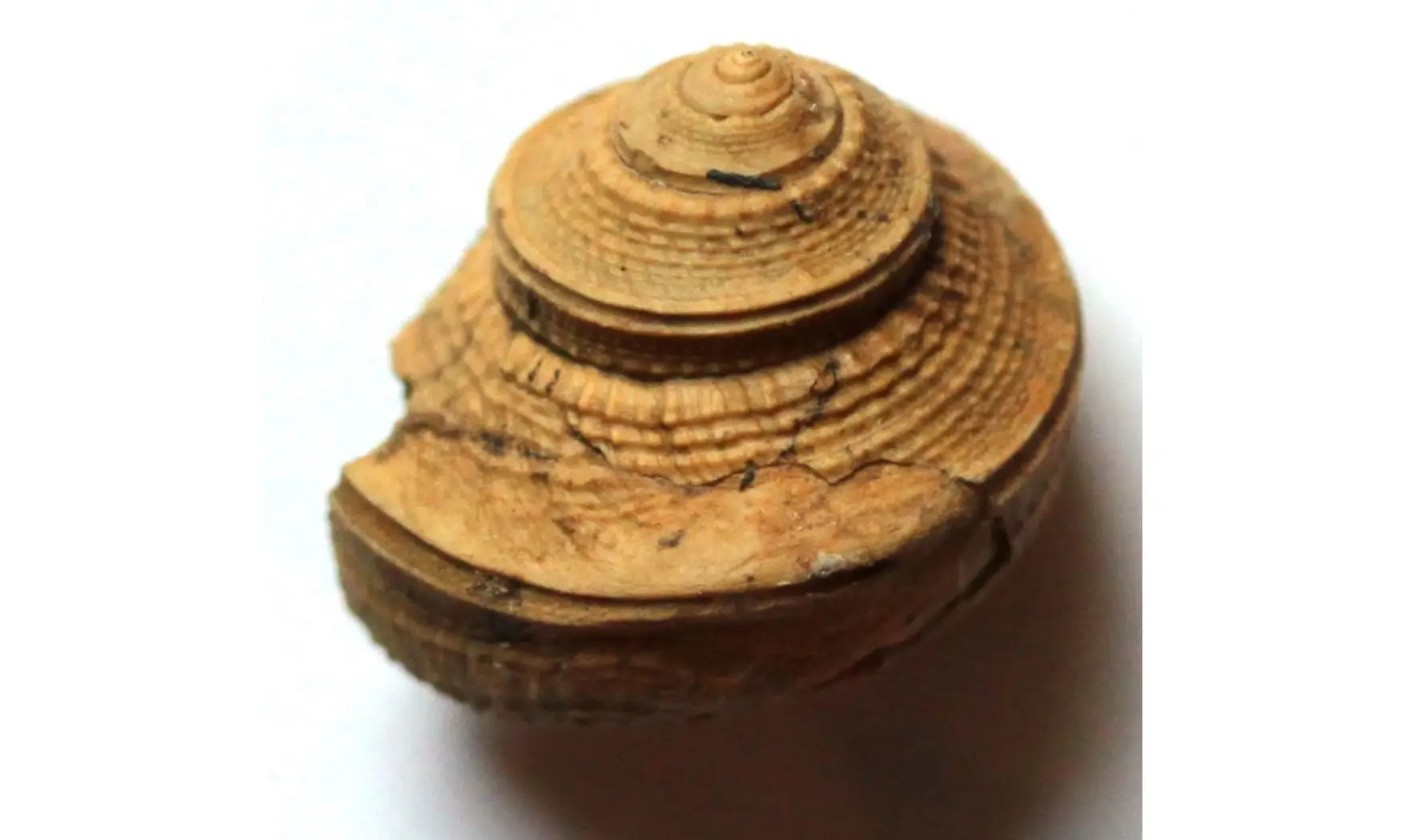 GLABROCINCULUM GRAYVILLENSE