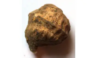 PHARKIDONOSUS TRICARINATUS