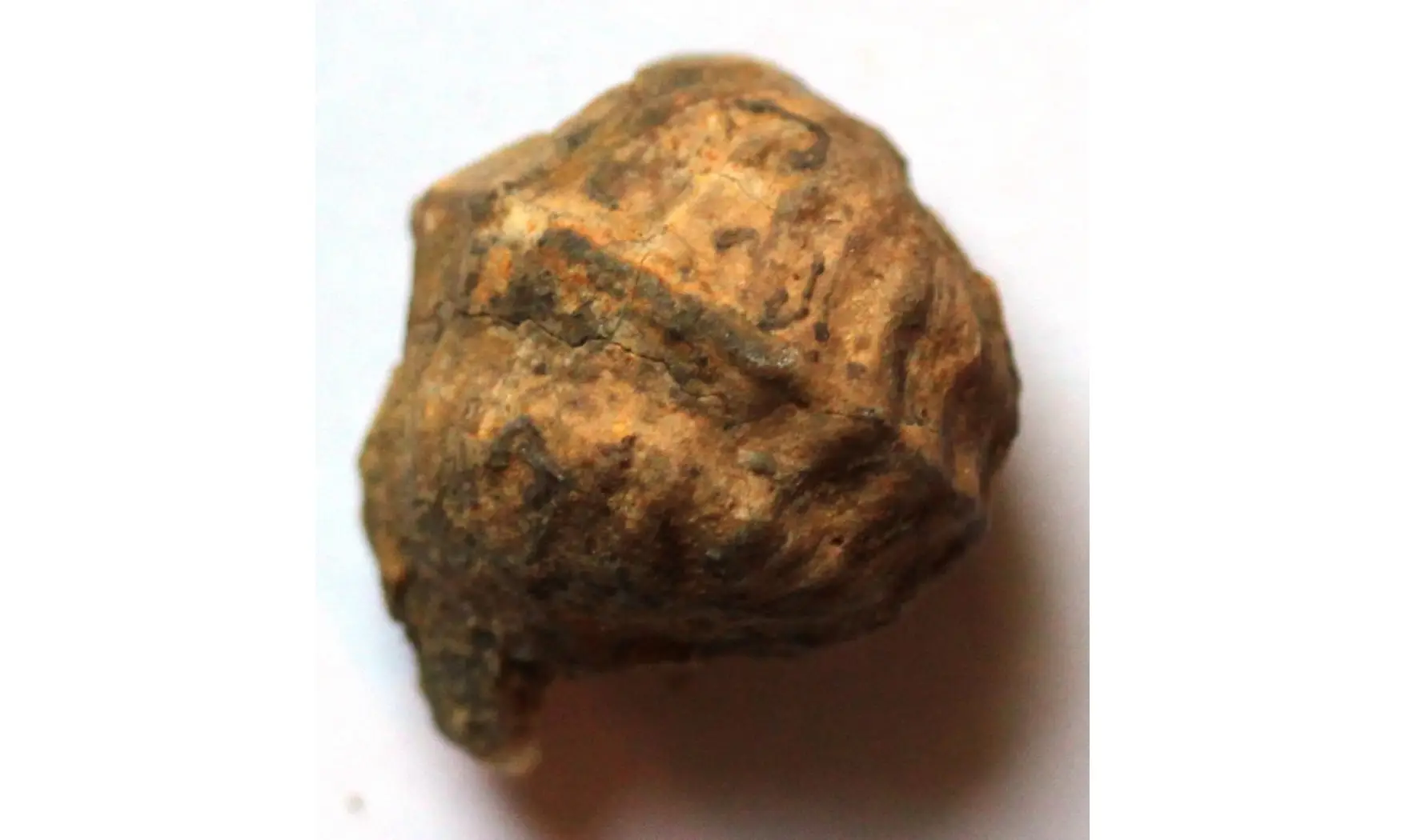 PHARKIDONOSUS TRICARINATUS