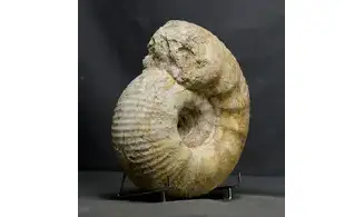 huge Gravesia gravesiana