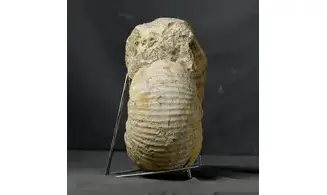 huge Gravesia gravesiana