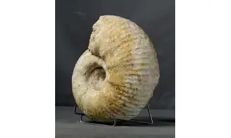 huge Gravesia gravesiana