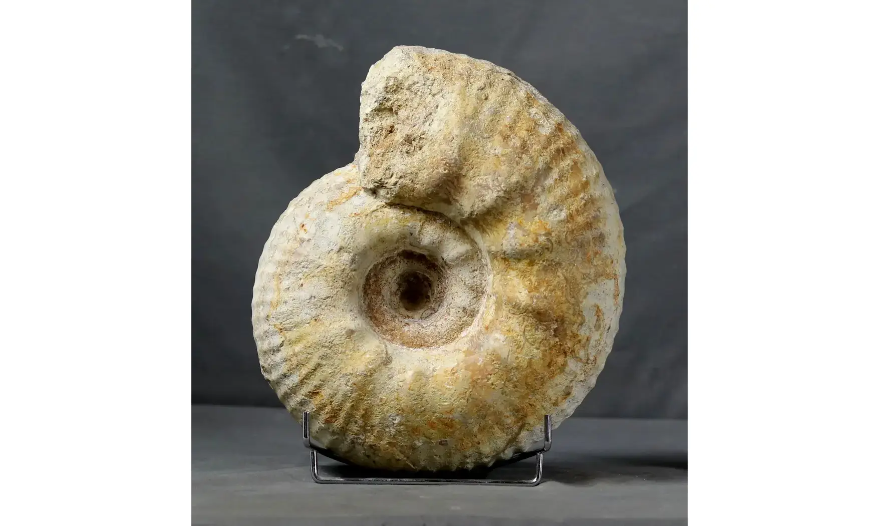 huge Gravesia gravesiana
