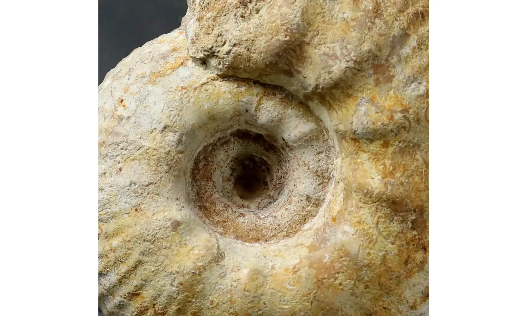 huge Gravesia gravesiana