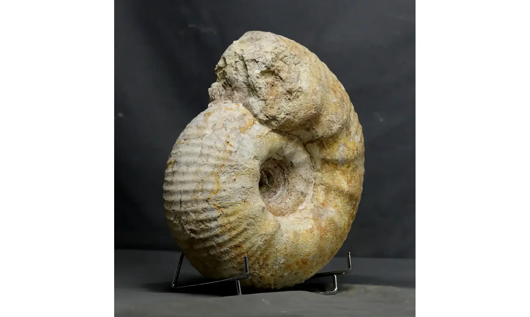 huge Gravesia gravesiana
