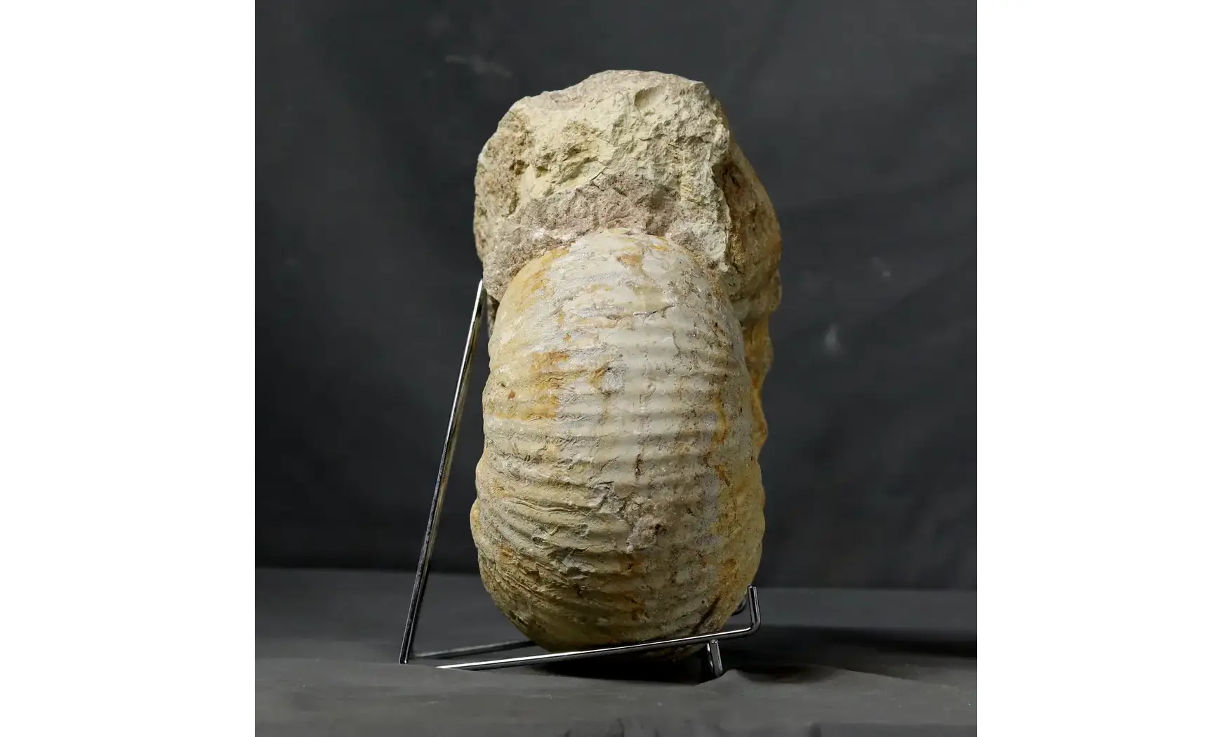 huge Gravesia gravesiana