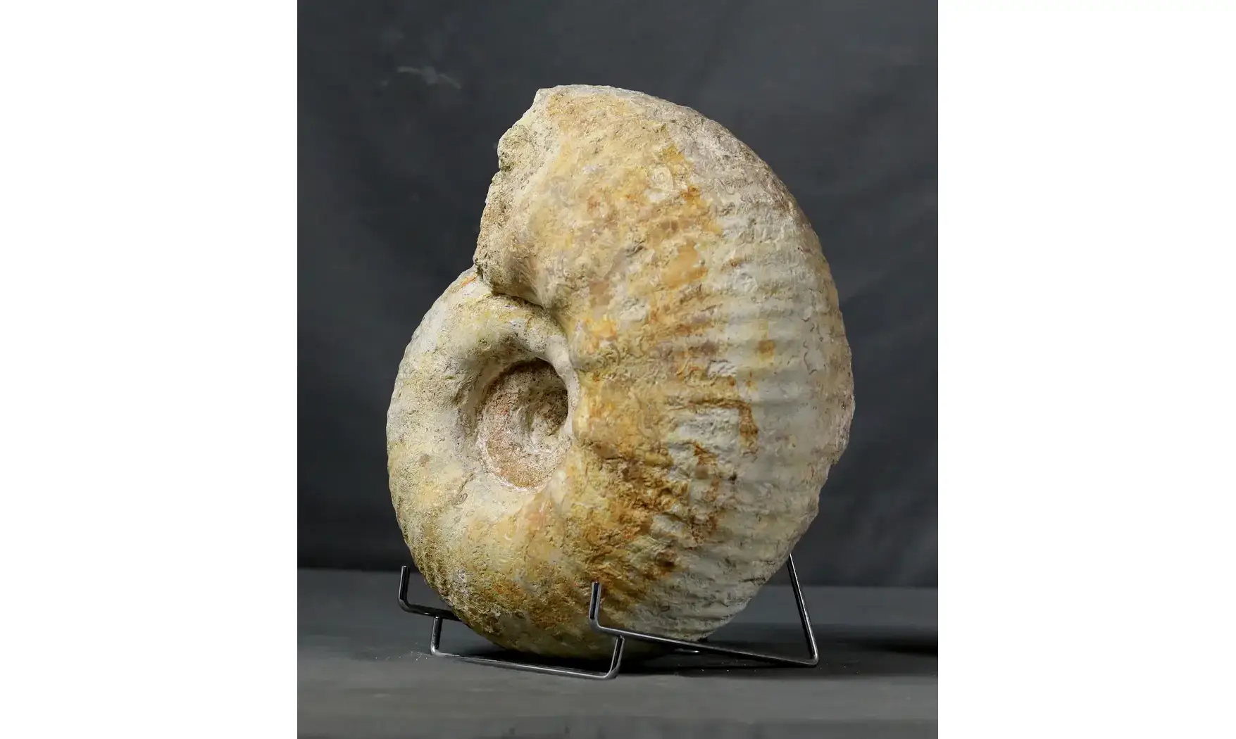 huge Gravesia gravesiana
