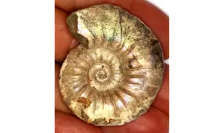 ACANTHOHOPLITES JACOBI
