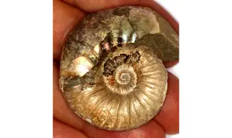 ACANTHOHOPLITES JACOBI
