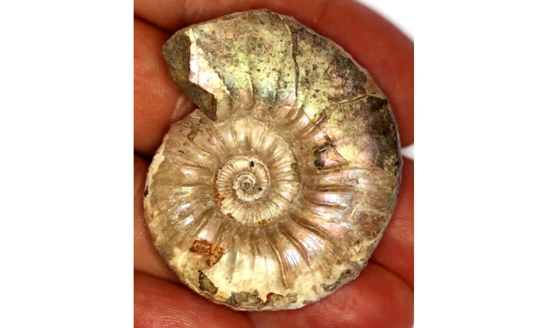 ACANTHOHOPLITES JACOBI