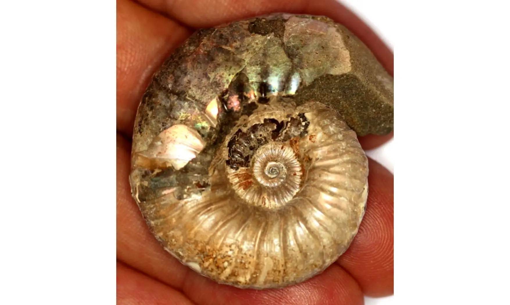ACANTHOHOPLITES JACOBI