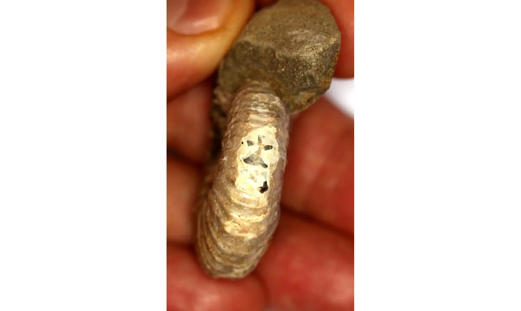ACANTHOHOPLITES JACOBI